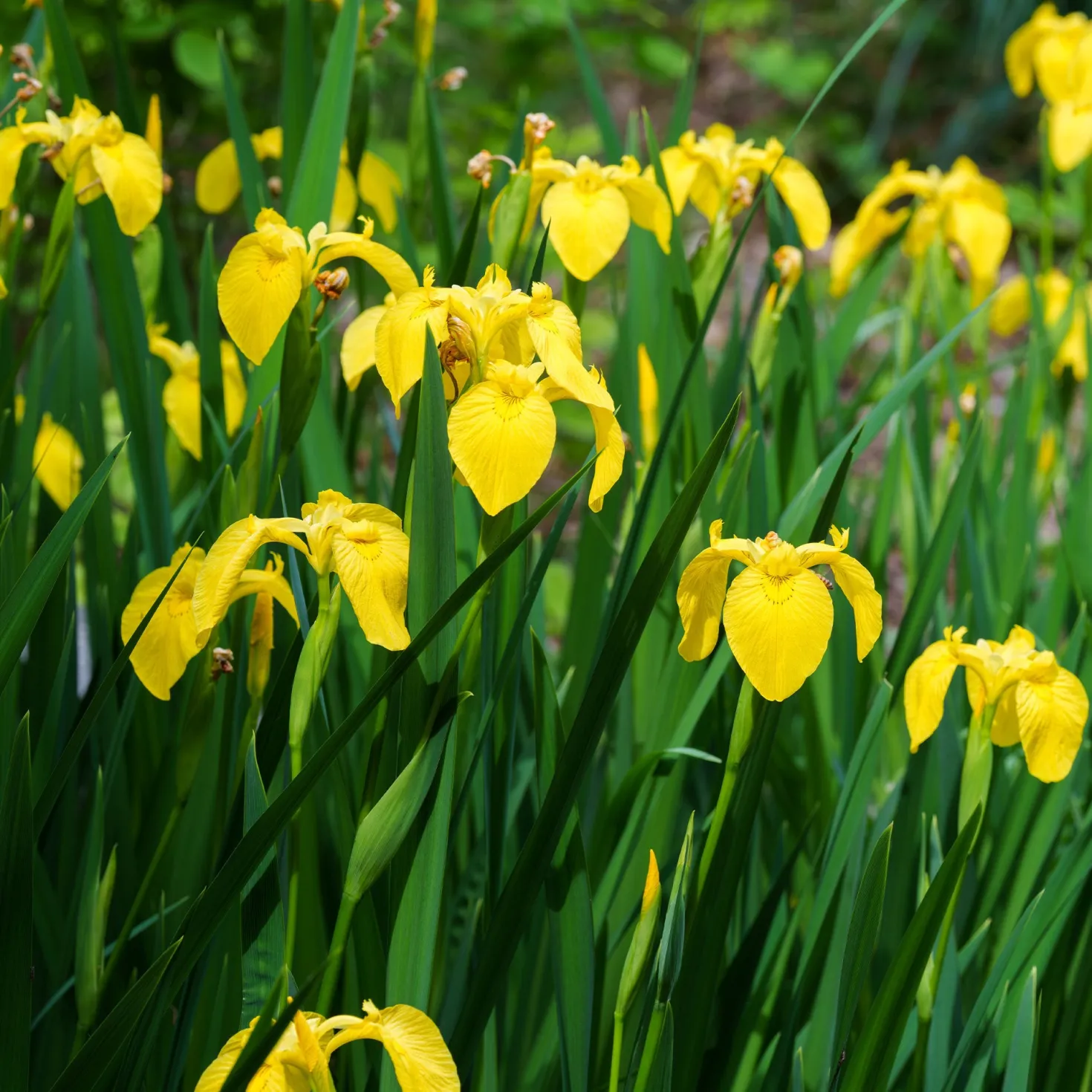 Sumpfschwertlilie - Gelbe Blüten am Wasserrand