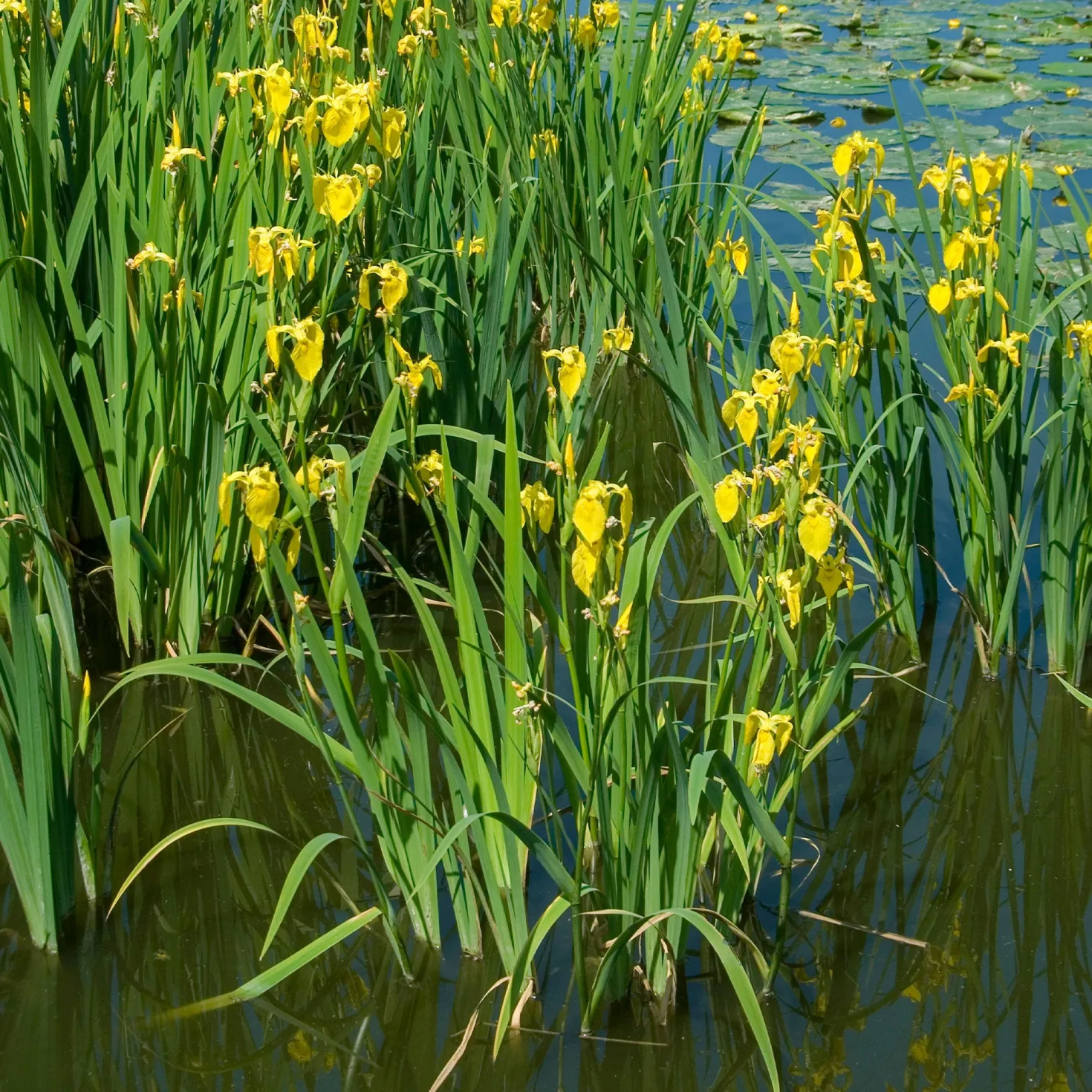 Sumpfschwertlilie - Gelbe Blüten am Wasserrand