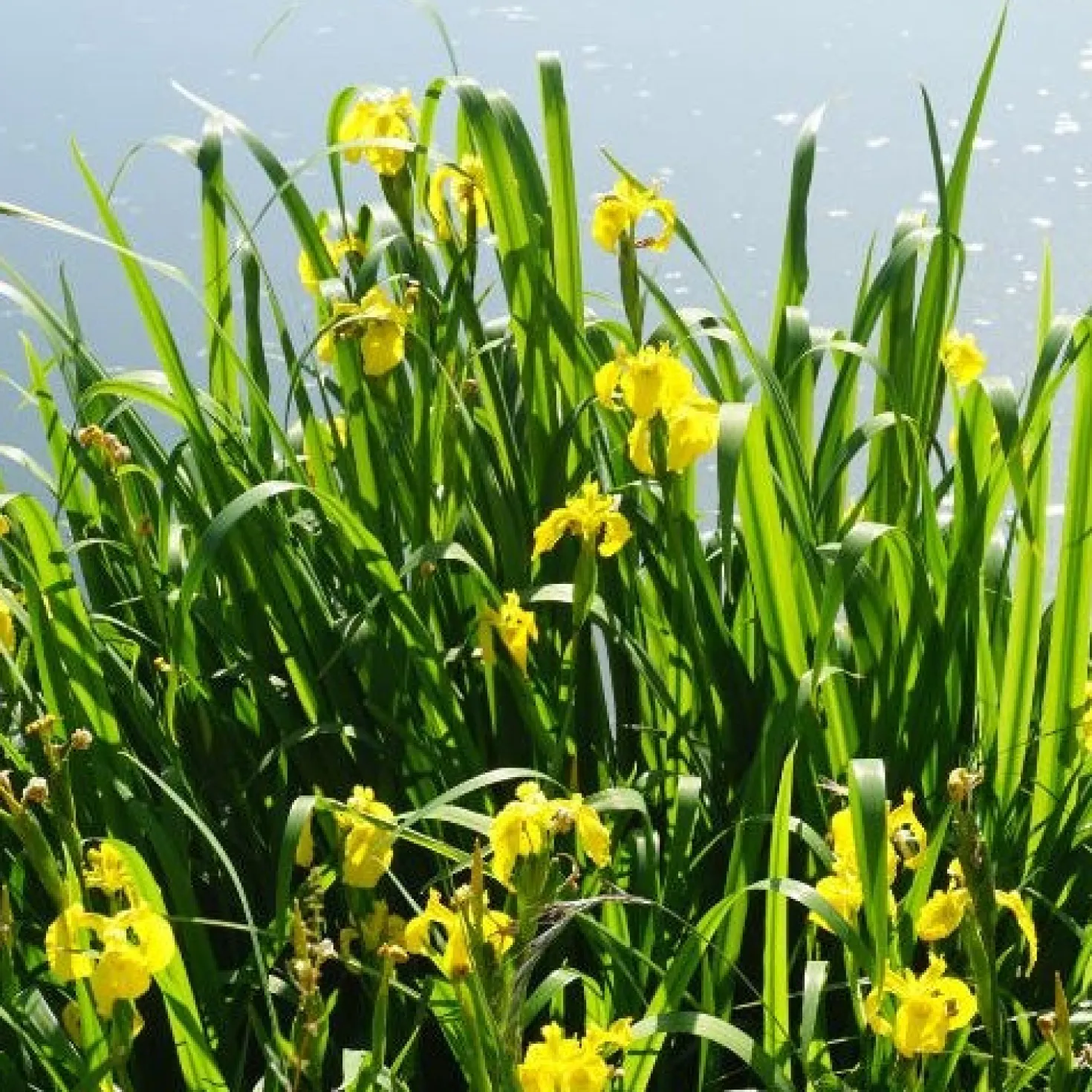 Sumpfschwertlilie - Gelbe Blüten am Wasserrand