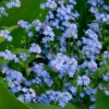 Sumpf-Vergissmeinnicht - Blaues Blütenmeer am Wasser