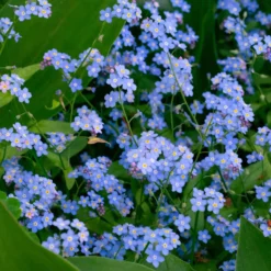 Sumpf-Vergissmeinnicht - Blaues Blütenmeer am Wasser