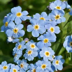 Sumpf-Vergissmeinnicht - Blaues Blütenmeer am Wasser