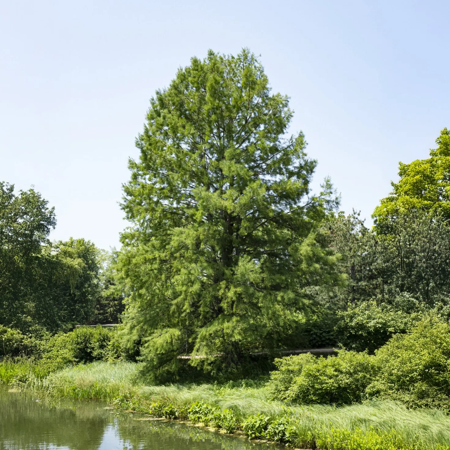 Sumpfzypresse - Ein Baum, der Farbe zeigt