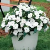 Sunpatiens weiß (x3) - Weiße Blütenpracht ohne Pause