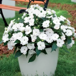 Sunpatiens weiß (x3) - Weiße Blütenpracht ohne Pause