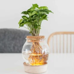 Syngonium im Kugelglas mit LED-Beleuchtung - Hydroponik - Anmutige und pflegeleichte Pflanze