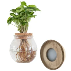 Syngonium im Kugelglas mit LED-Beleuchtung - Hydroponik - Anmutige und pflegeleichte Pflanze