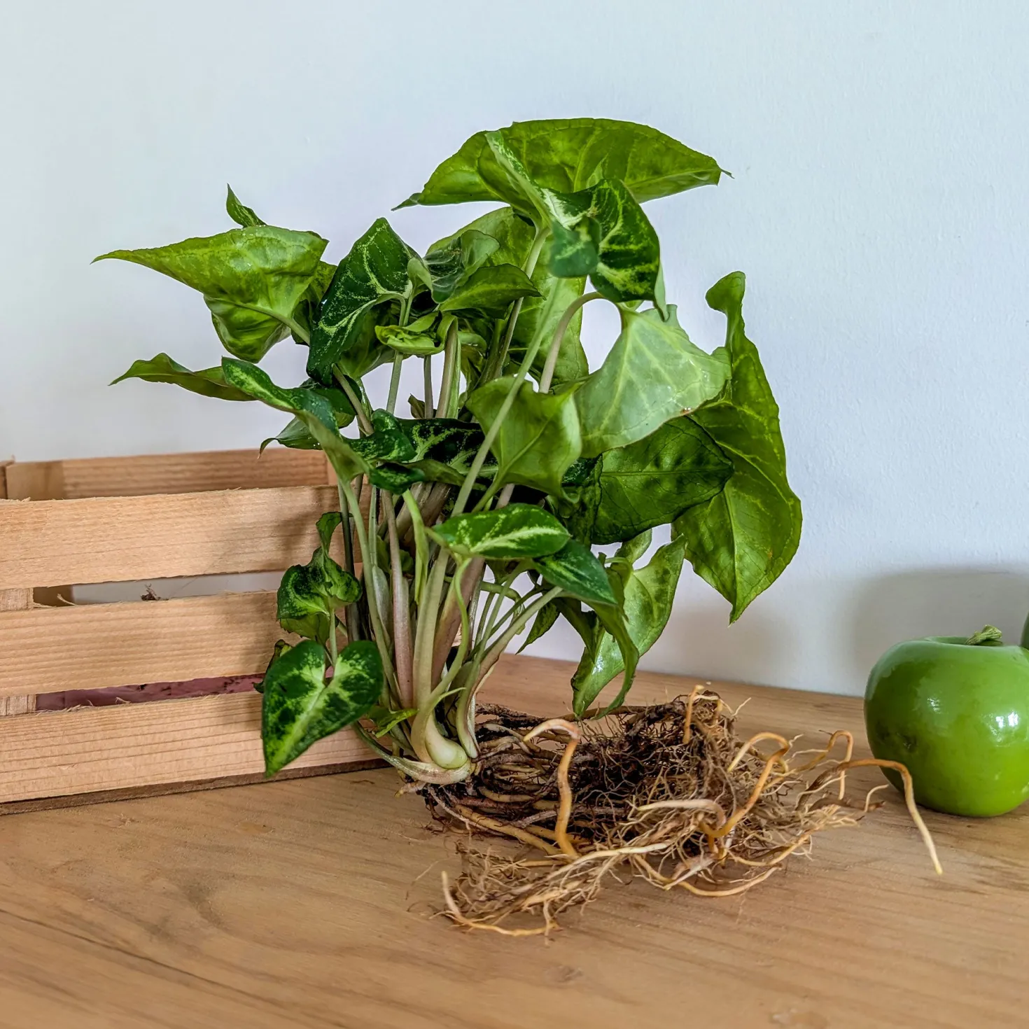 Syngonium - Pfeilblatt mit Wow-Effekt
