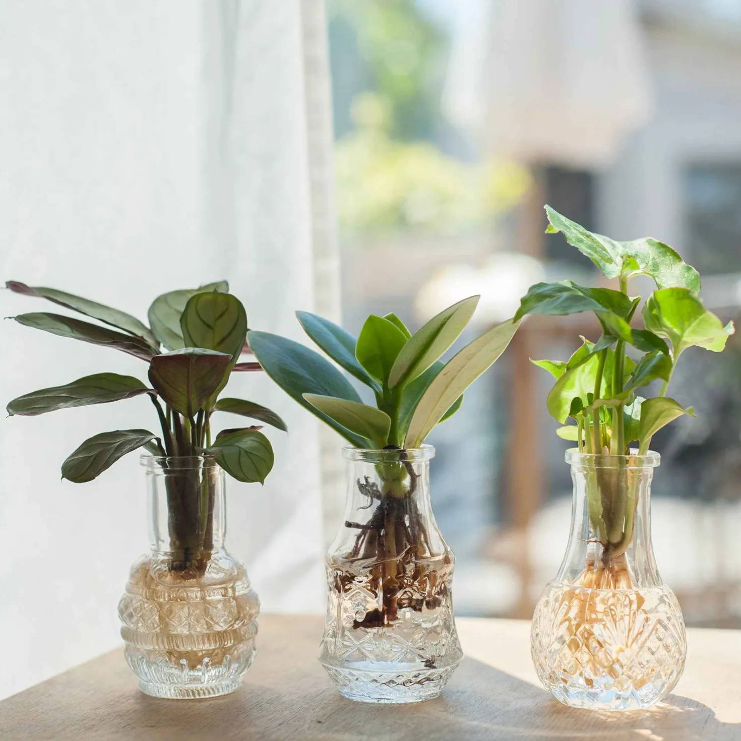 Syngonium Pixie, Clusia Princess, Ctenanthe Amagris - Sofort grün, sofort schön