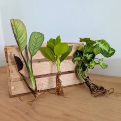 Syngonium Pixie, Clusia Princess, Ctenanthe Amagris - Sofort grün, sofort schön