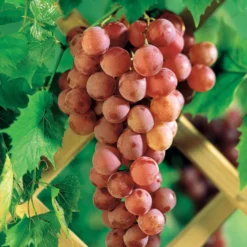 Tafeltraube ‘Chasselas Rose’ - Rosa Trauben direkt vom Balkon