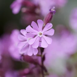 Tag-Lichtnelke - Rosa Wildblüten im Halbschatten