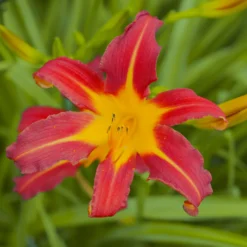 Taglilie ‘Autumn Red’ - Rotes Feuer im Sommerbeet