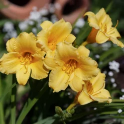 Taglilie ‘Stella de Oro’ - Blüht den ganzen Sommer