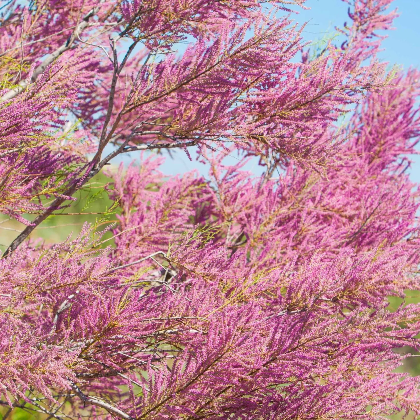 Tamariske - Rosa Blütenwolke im Garten