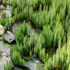 Tannenwedel - Klare Sicht im Gartenteich