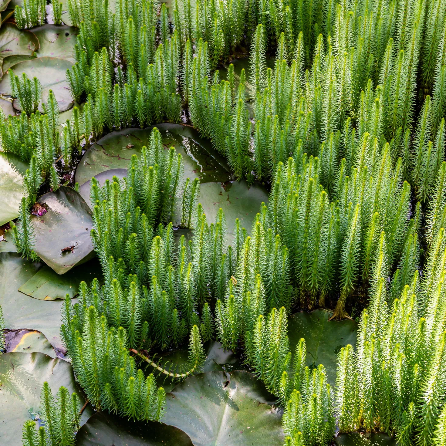 Tannenwedel - Klare Sicht im Gartenteich