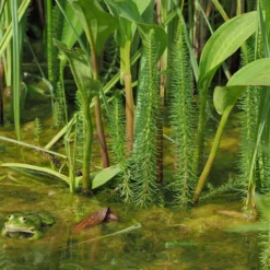 Tannenwedel - Klare Sicht im Gartenteich