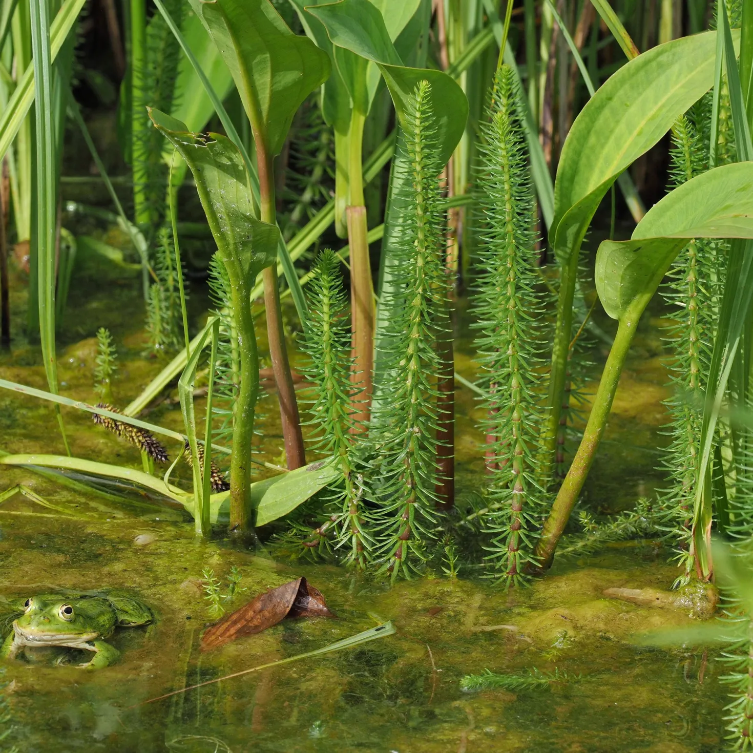 Tannenwedel - Klare Sicht im Gartenteich