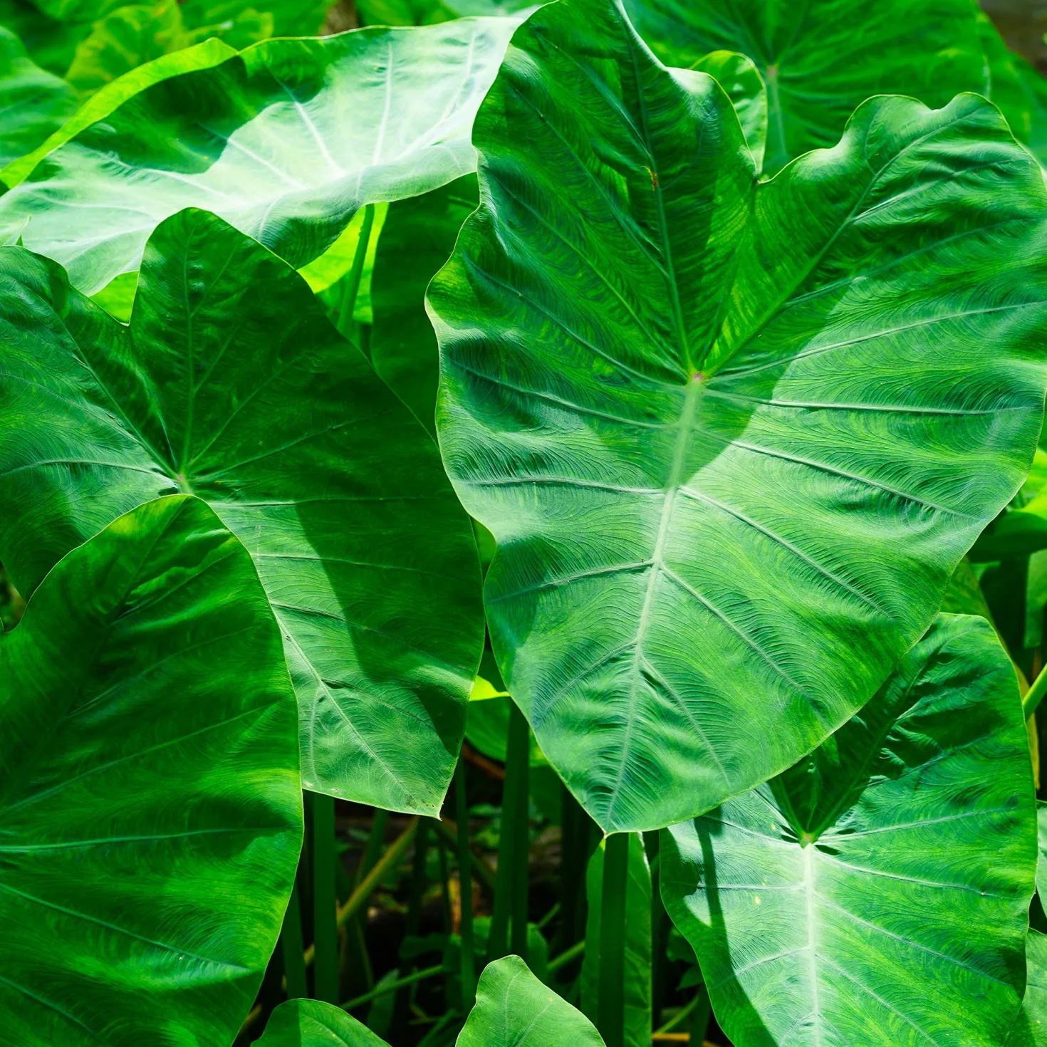 Taro - Tropisches Blattwunder daheim