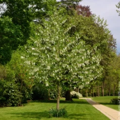 Taschentuchbaum - Weiße Blüten wie Tücher