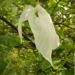 Taschentuchbaum - Weiße Blüten wie Tücher