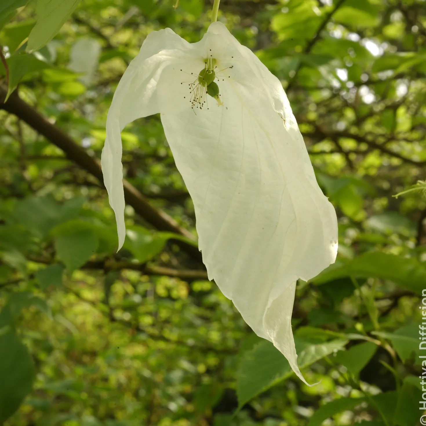 Taschentuchbaum - Weiße Blüten wie Tücher