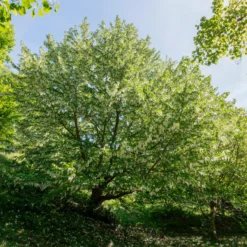 Taschentuchbaum - Weiße Blüten wie Tücher