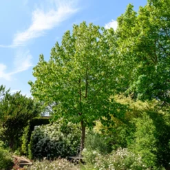 Taschentuchbaum - Weiße Blüten wie Tücher