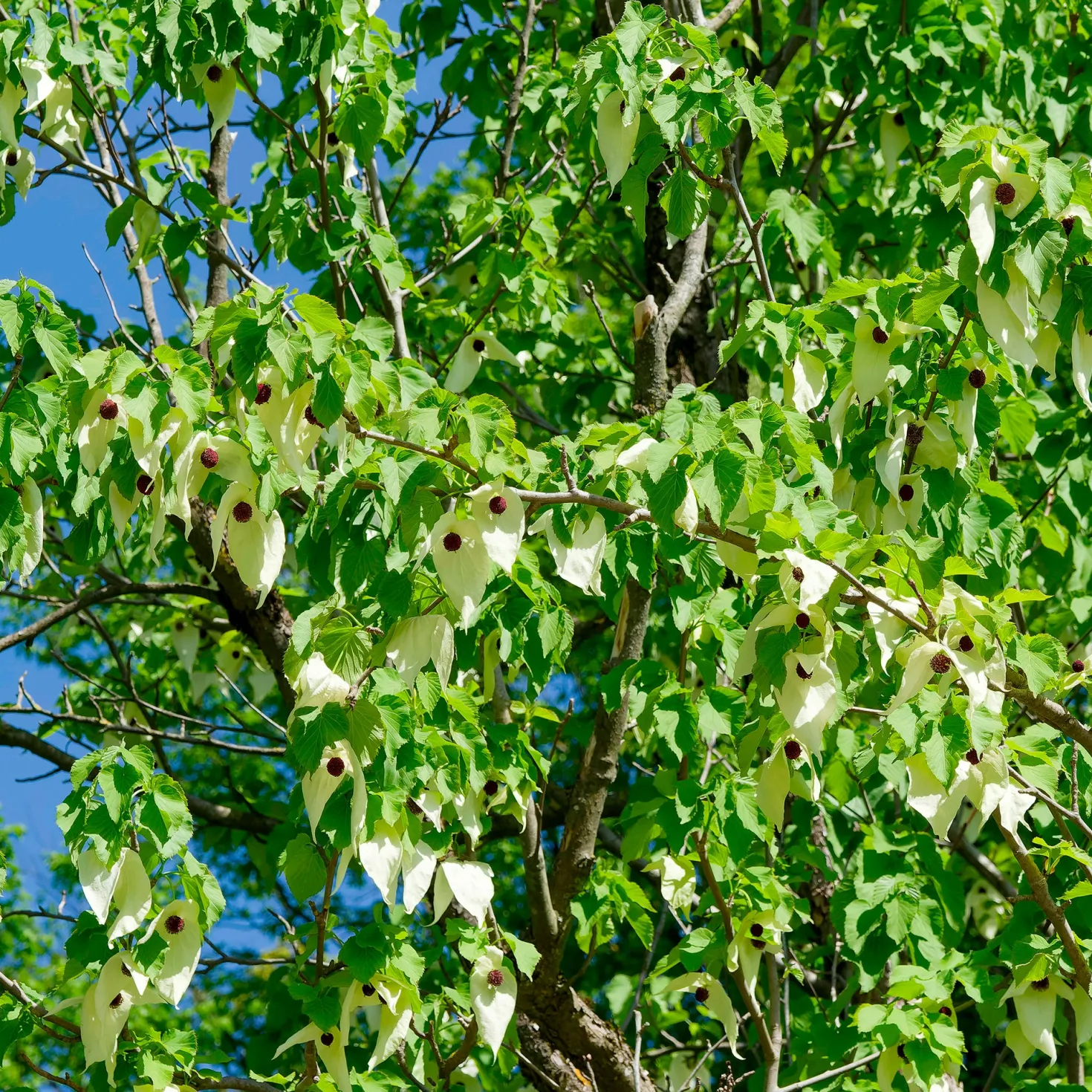 Taschentuchbaum - Weiße Blüten wie Tücher