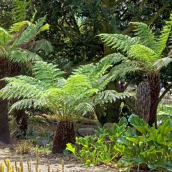 Tasmanischer Baumfarn - Urwald-Look für Ihren Garten