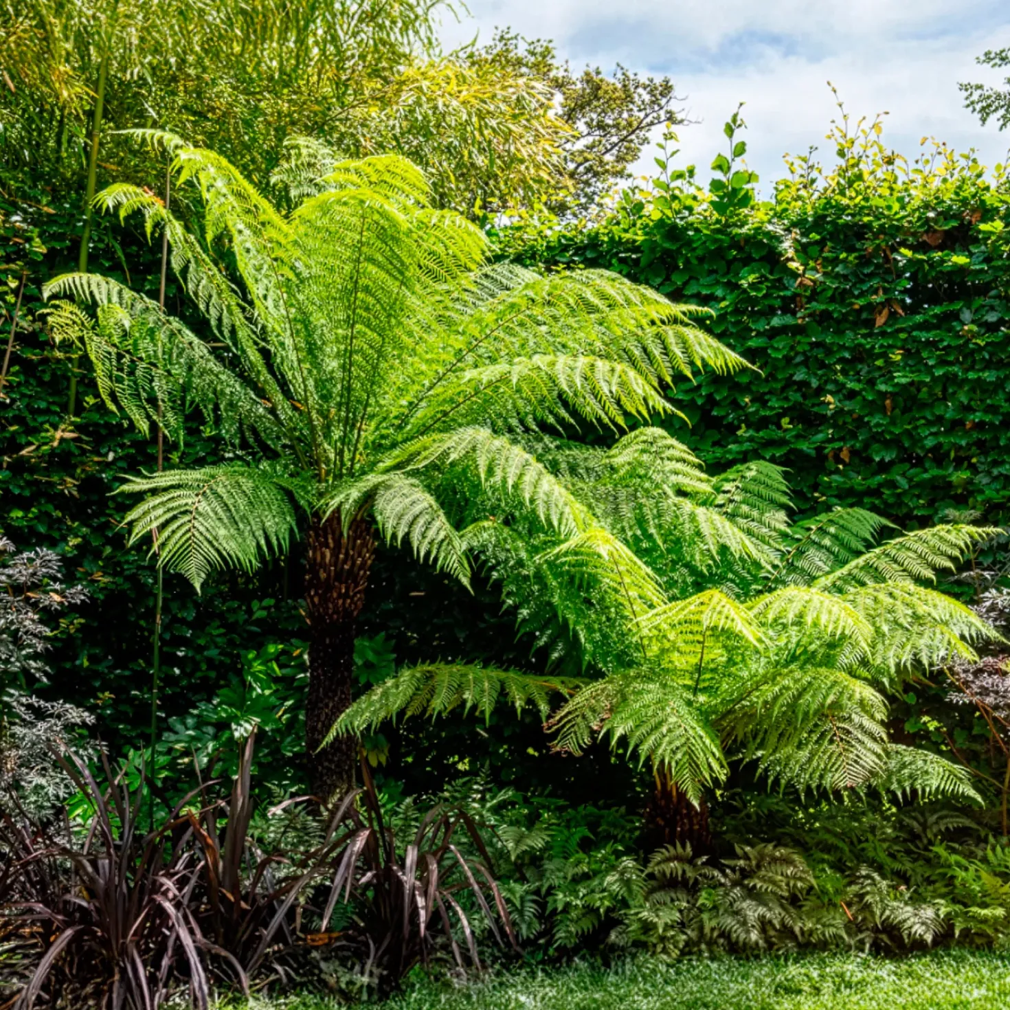 Tasmanischer Baumfarn - Urwald-Look für Ihren Garten