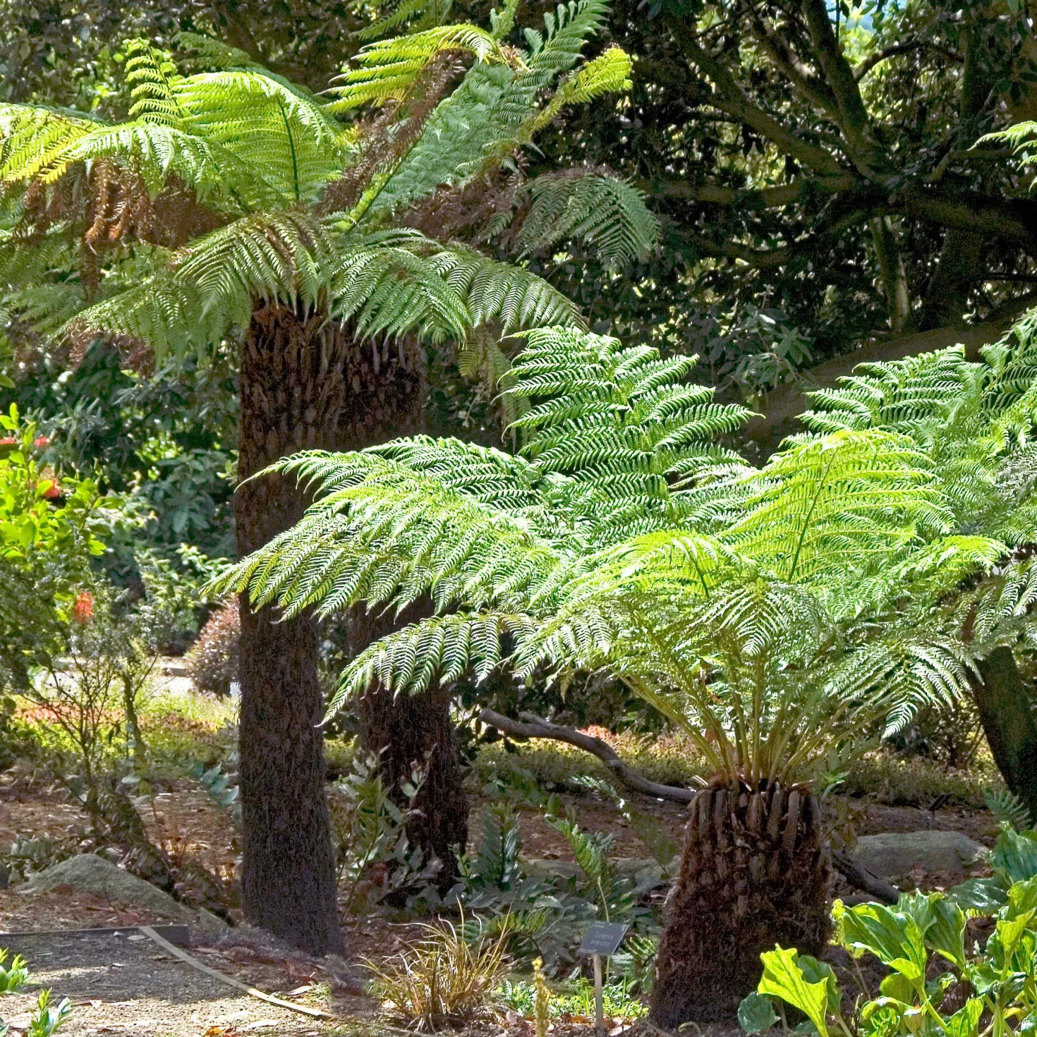 Tasmanischer Baumfarn - Urwald-Look für Ihren Garten