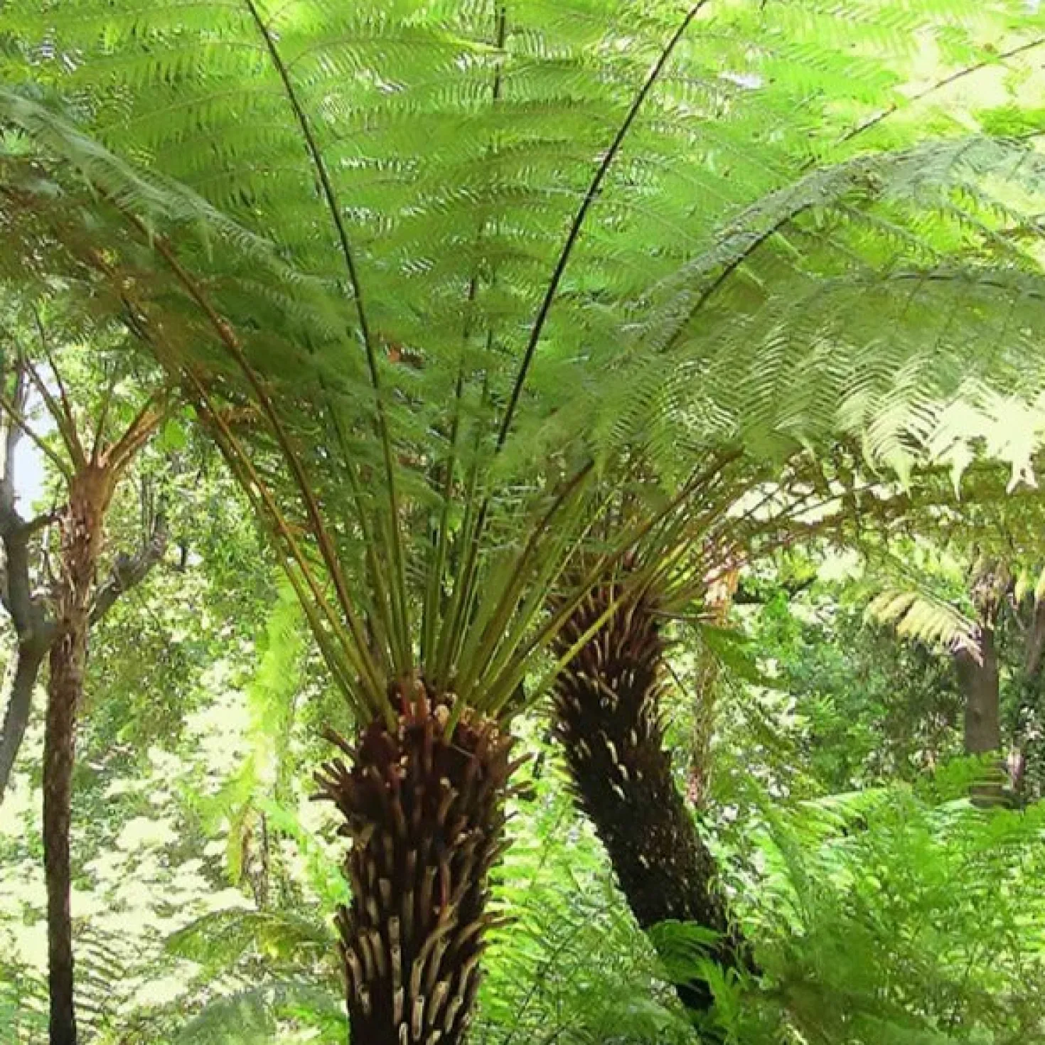 Tasmanischer Baumfarn - Urwald-Look für Ihren Garten