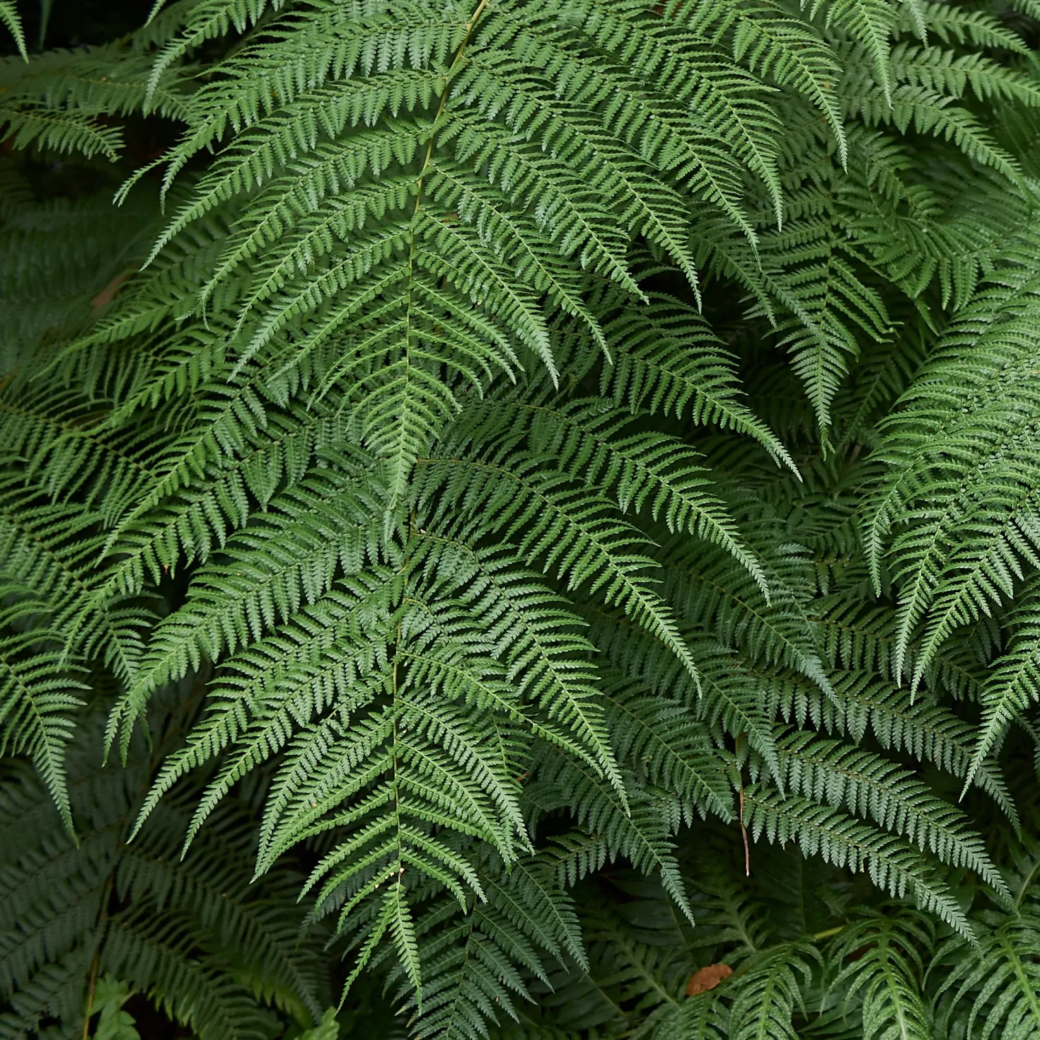 Tasmanischer Baumfarn - Urwald-Look für Ihren Garten