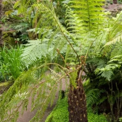 Tasmanischer Baumfarn - Urwald-Look für Ihren Garten