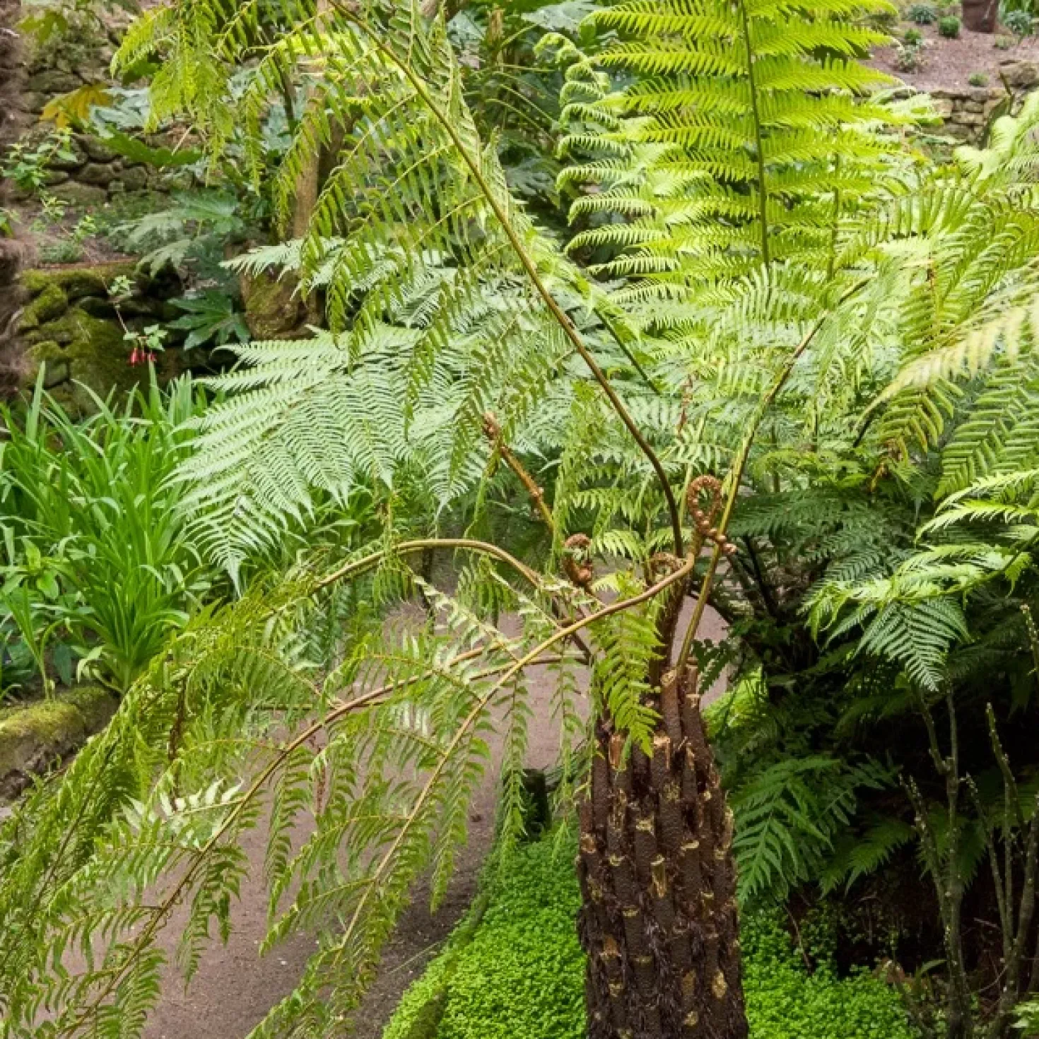 Tasmanischer Baumfarn - Urwald-Look für Ihren Garten