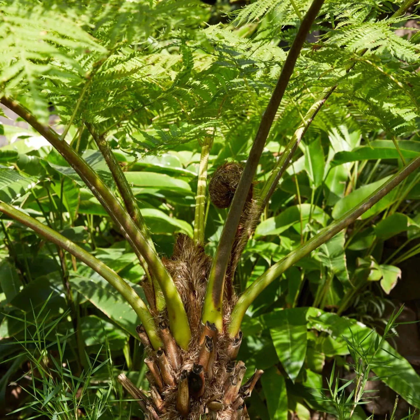 Tasmanischer Baumfarn - Urwald-Look für Ihren Garten