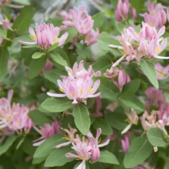 Tatarische Heckenkirsche Rosea - Rosa Blütenhecke im Nu