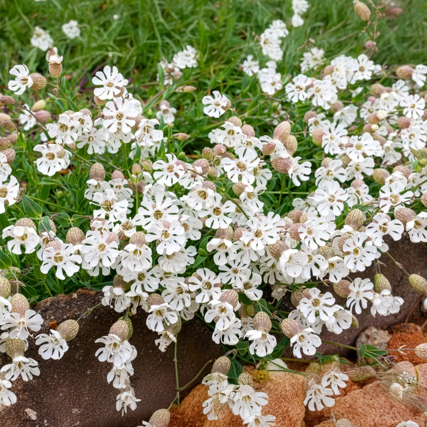 Taubenkropf-Leimkraut - Zart, essbar, pflegeleicht