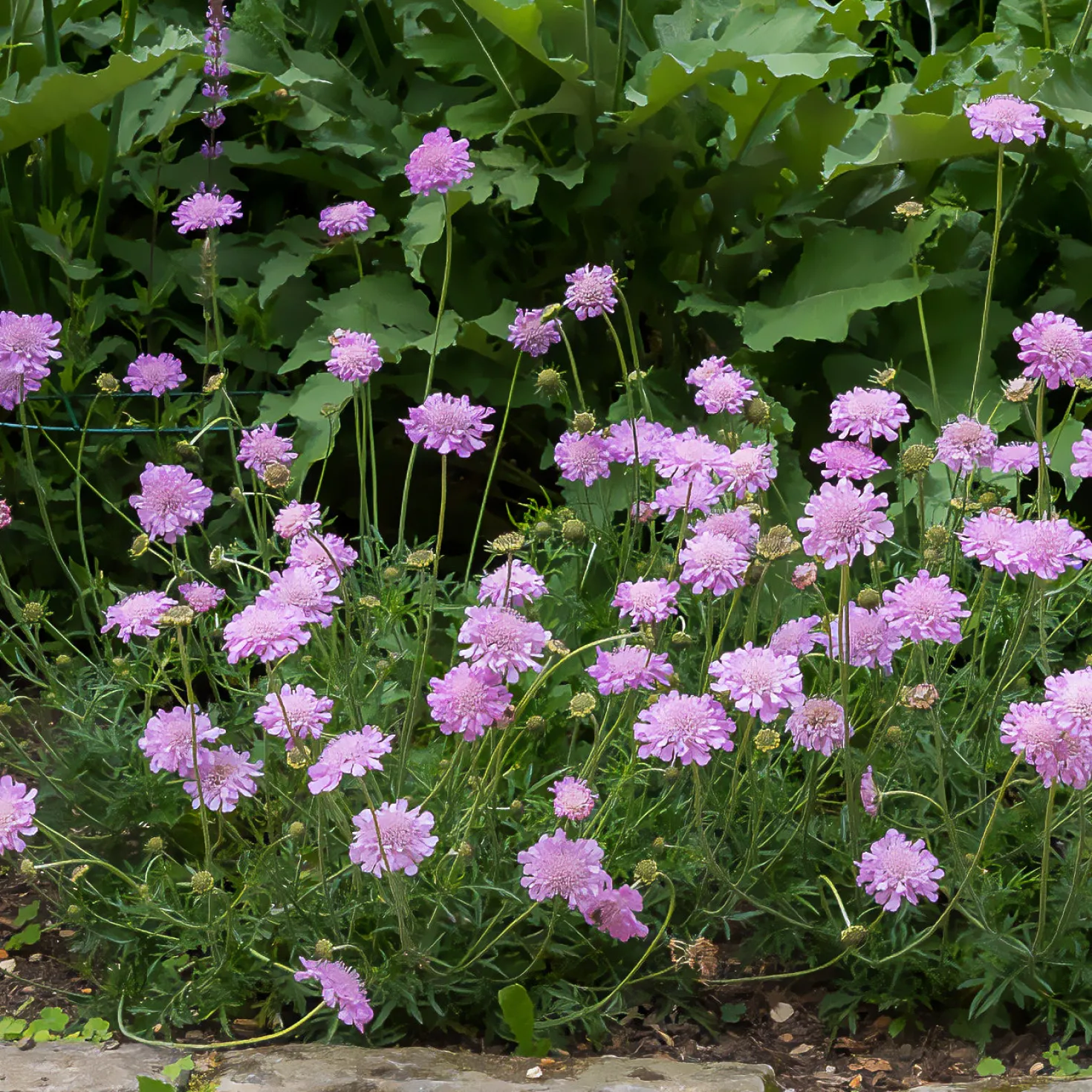 Tauben-Skabiose 'Pink Mist' - Blüht den ganzen Sommer