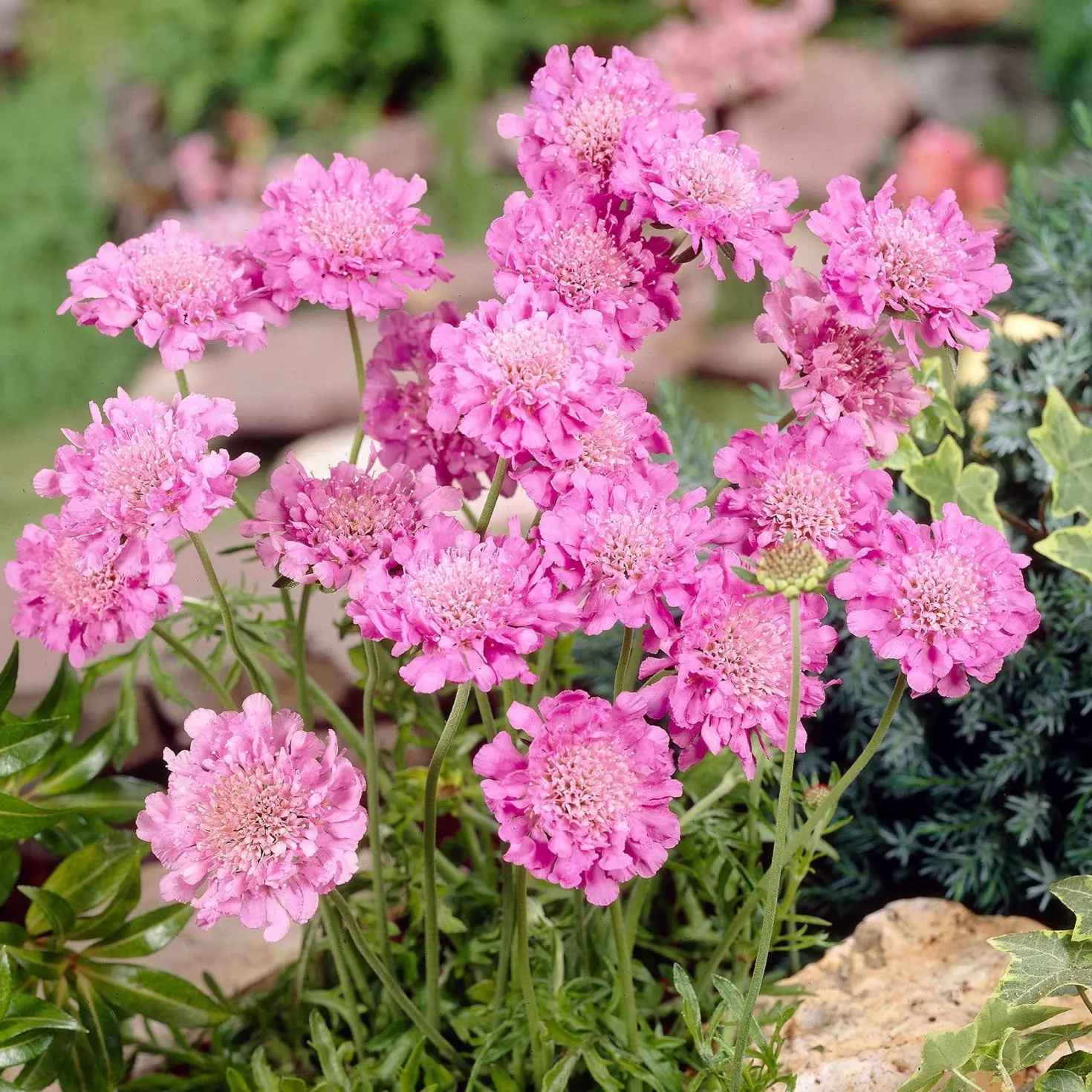 Tauben-Skabiose 'Pink Mist' - Blüht den ganzen Sommer
