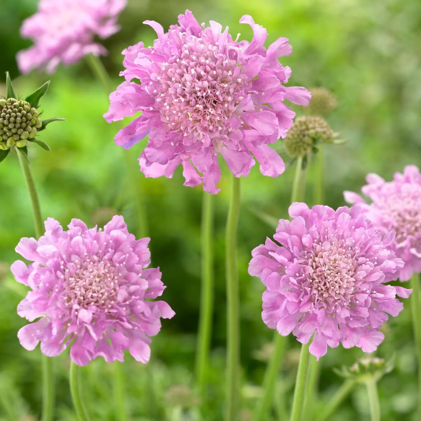 Tauben-Skabiose 'Pink Mist' - Blüht den ganzen Sommer