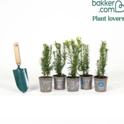Taxus 'Hicksii' - Immergrüne Hecke fürs Leben