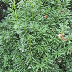 Taxus 'Hicksii' - Immergrüne Hecke fürs Leben