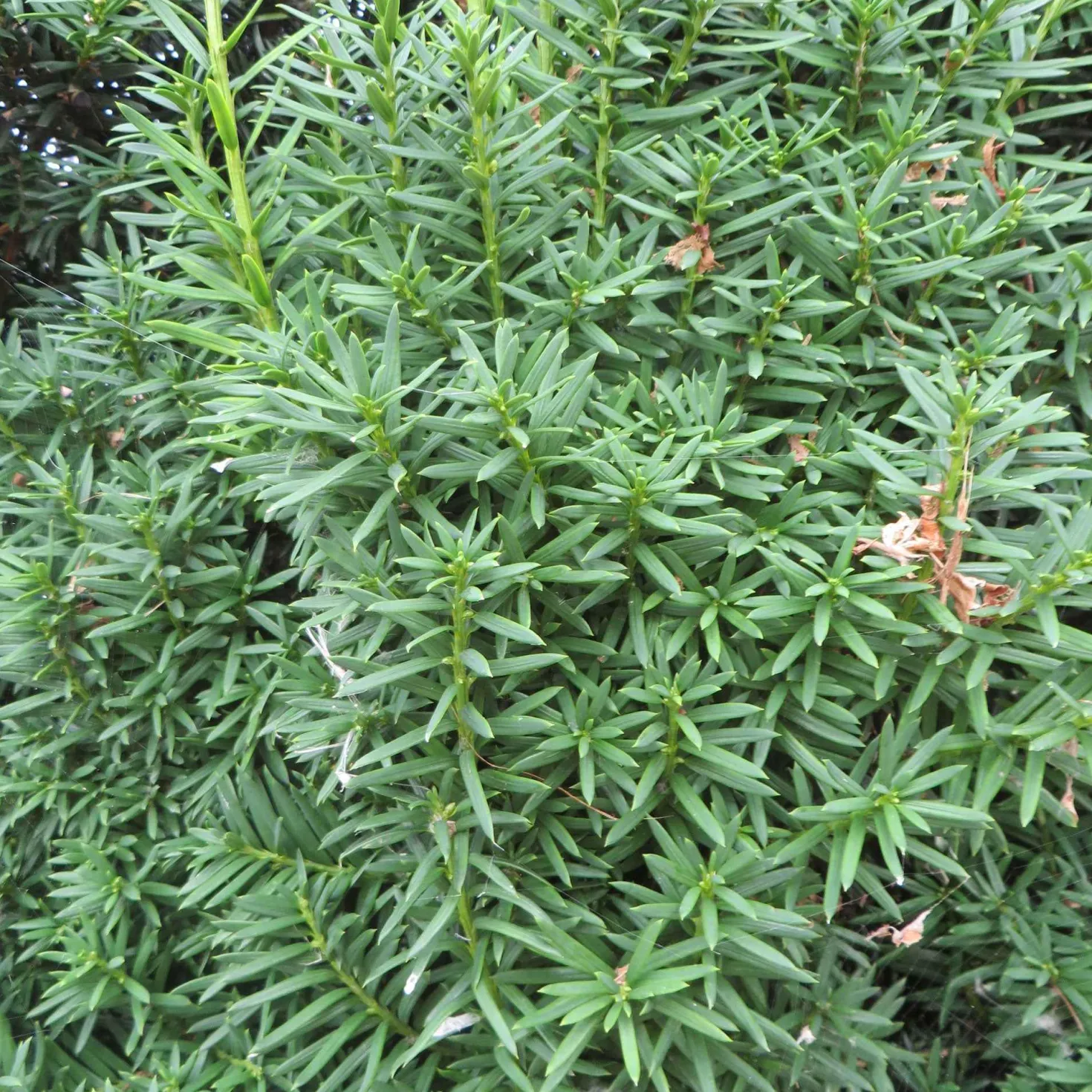 Taxus 'Hicksii' - Immergrüne Hecke fürs Leben