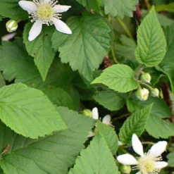 Taybeere ‘Bounty Berry’ - Große Beeren ganz ohne Stacheln