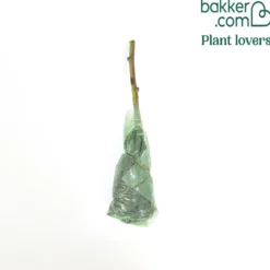 Taybeere 'Tayberry' - Süße Ernte ganz einfach
