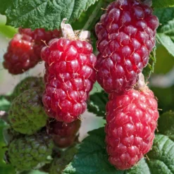 Taybeere 'Tayberry' - Süße Ernte ganz einfach