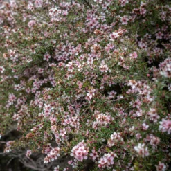 Teebaum 'Martinii' - Blütenwolke im Topf